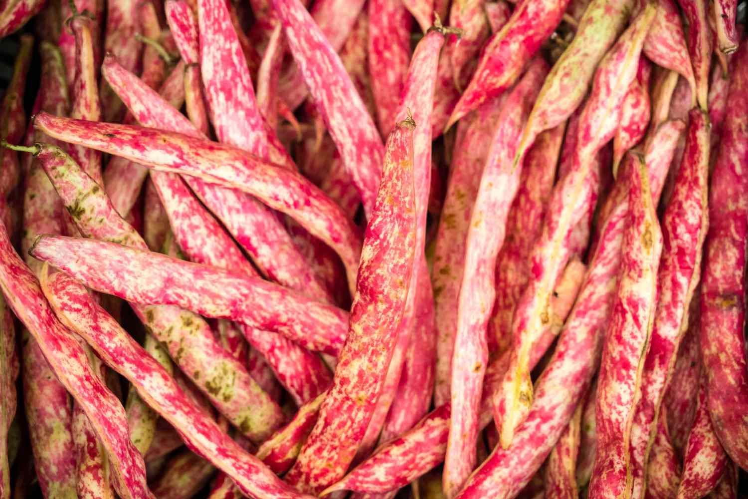 Red Romano pole beans 