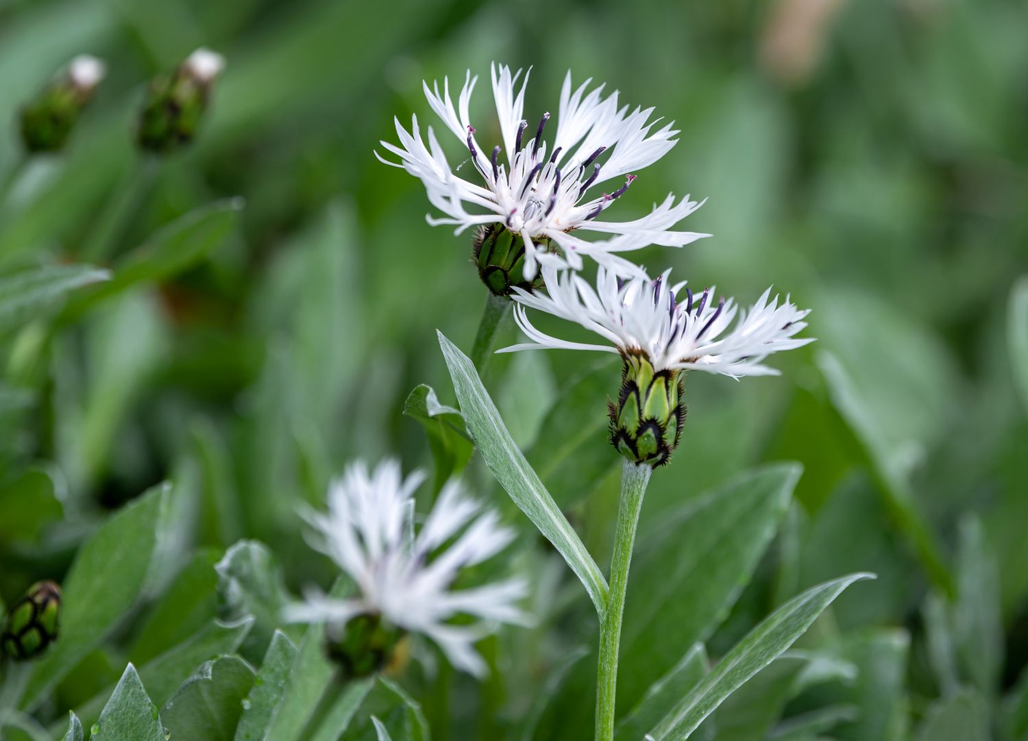 Anbau und Pflege von Berg-Kornblumen