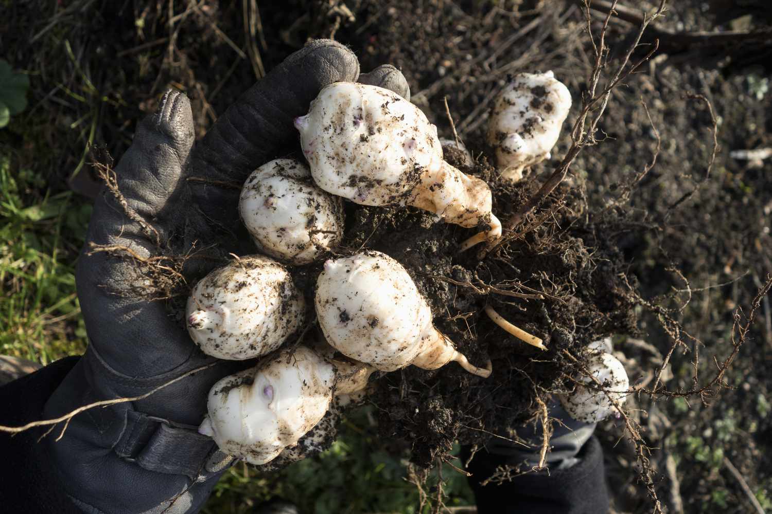 Tubérculos de pataca en una mano tras ser cosechados del suelo