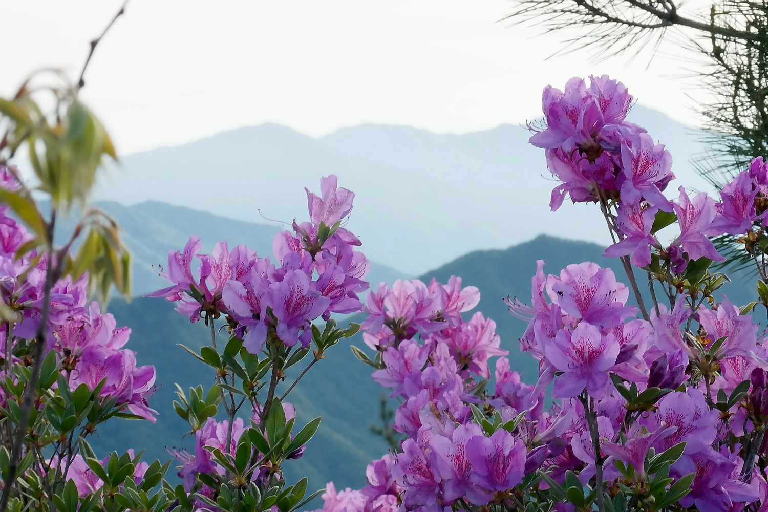 Lavendelfarbene Azaleen vor einem Berghintergrund.