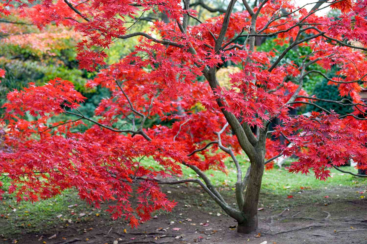 Árvore de bordo japonês com folhas vermelhas brilhantes nos galhos