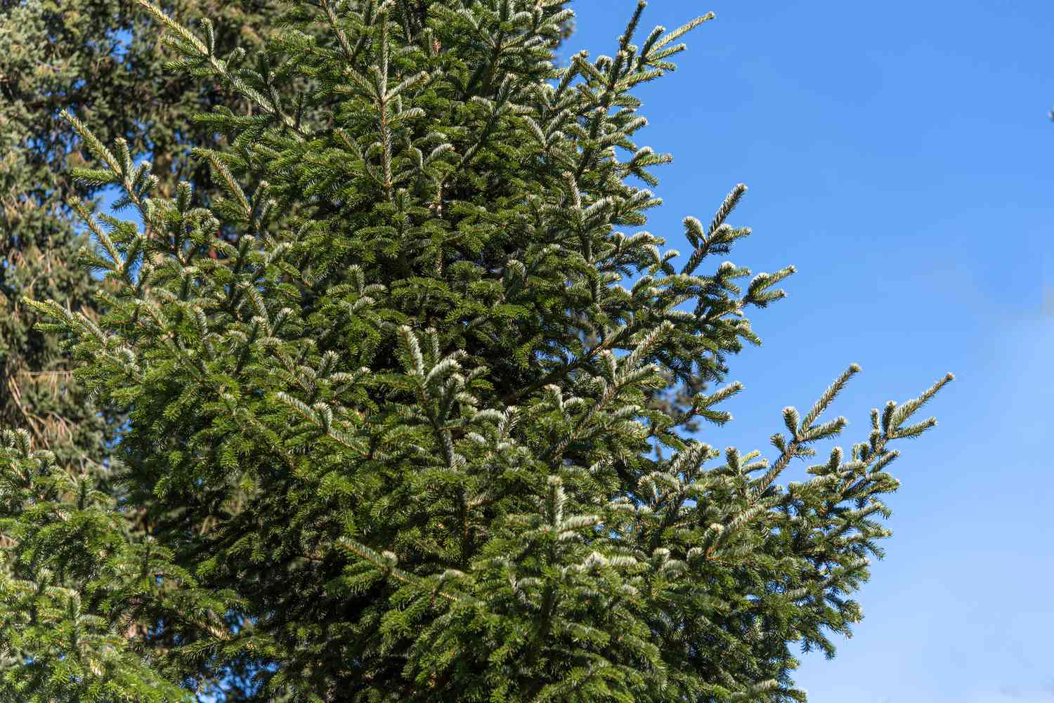 Balsam-Tannenbaum mit dicht bewachsenen Ästen mit graugrünen Nadeln vor blauem Himmel