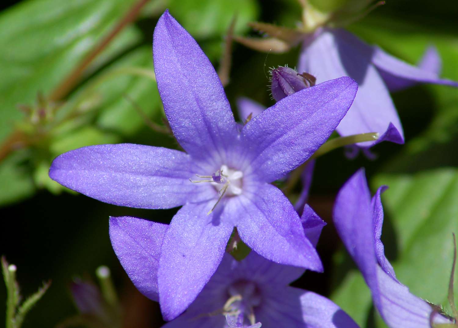 Campanula portenschlagiana (Bild) ist eine von mehreren Pflanzen, die Glockenblumen genannt werden. Sie ist blühfreudig.