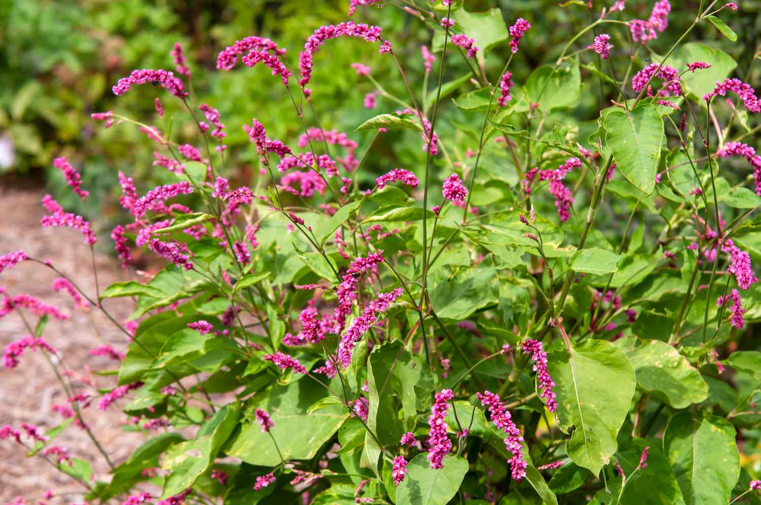 Polygonum Orientale: Küss mich über das Gartentor Pflanze