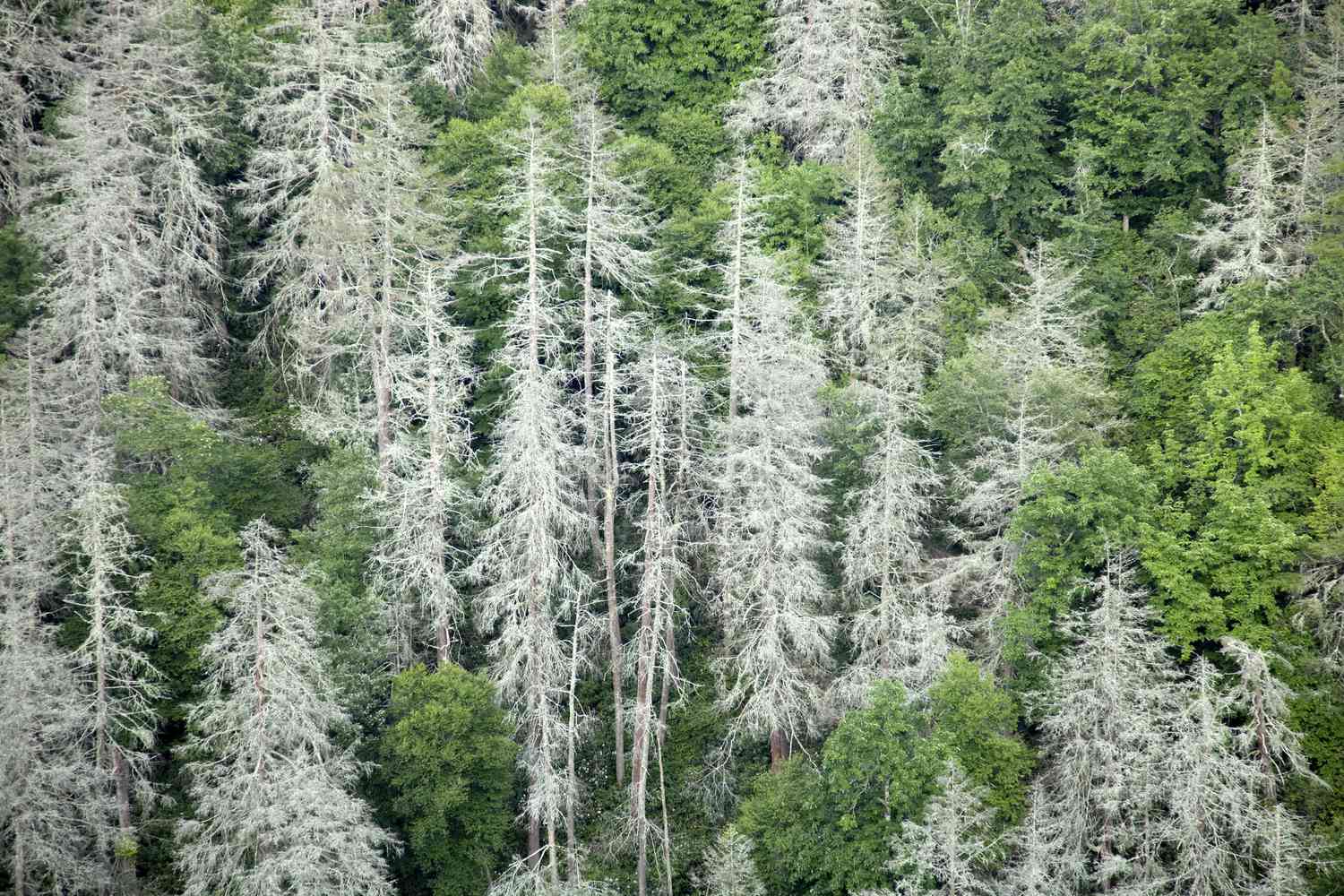 Bestand an abgestorbenen östlichen Hemlocktannen, die von der HWA getötet wurden