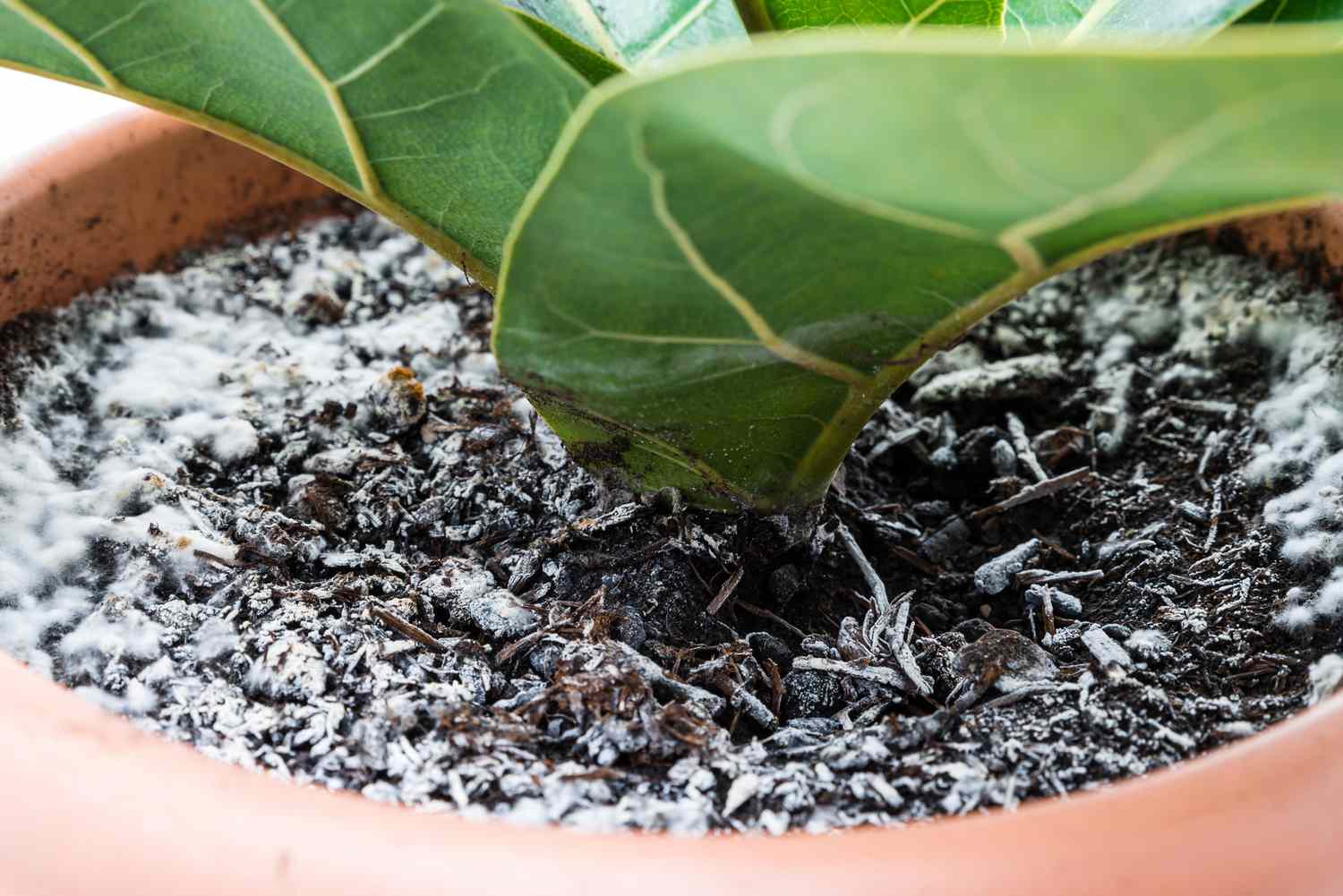 Que faire en cas de moisissure sur le terreau des plantes d’intérieur ?