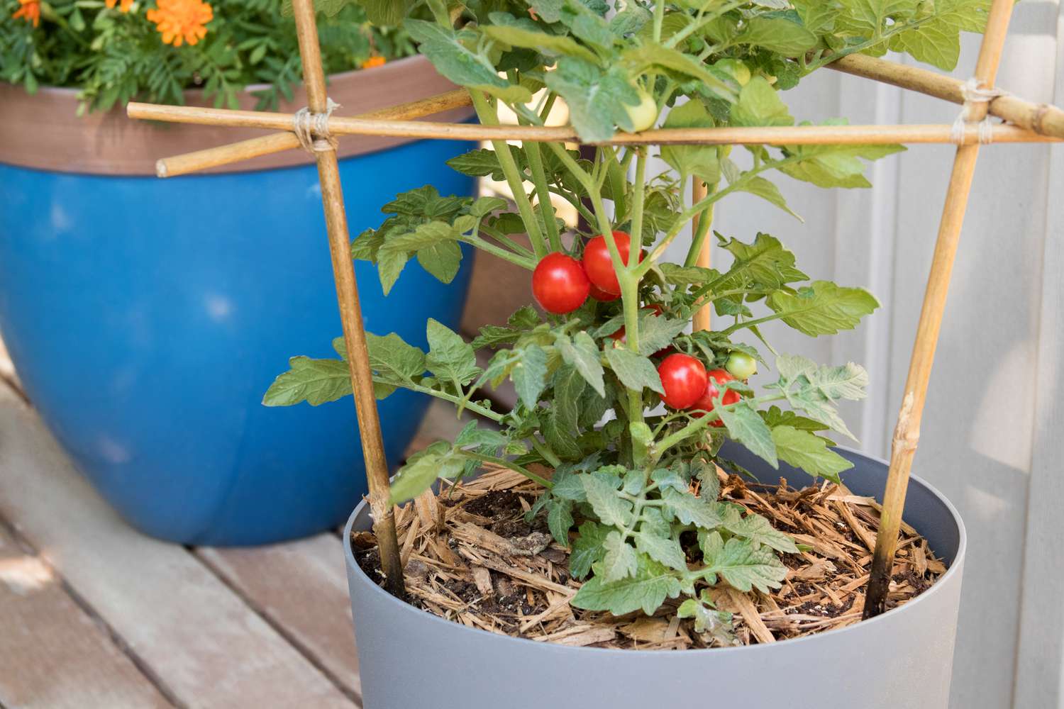 Como cultivar tomates em recipientes