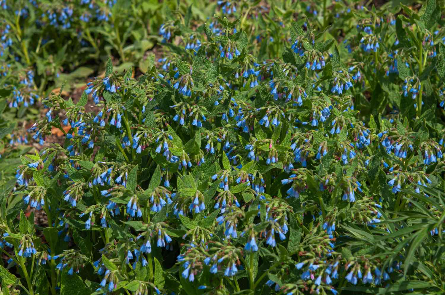 comfrey