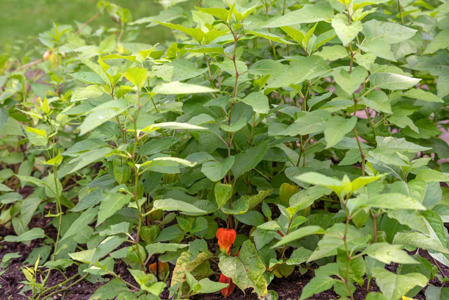 Chinesische Lampionpflanze mit großen mittelgrünen Blättern und orangefarbener papierartiger Schote in Bodennähe