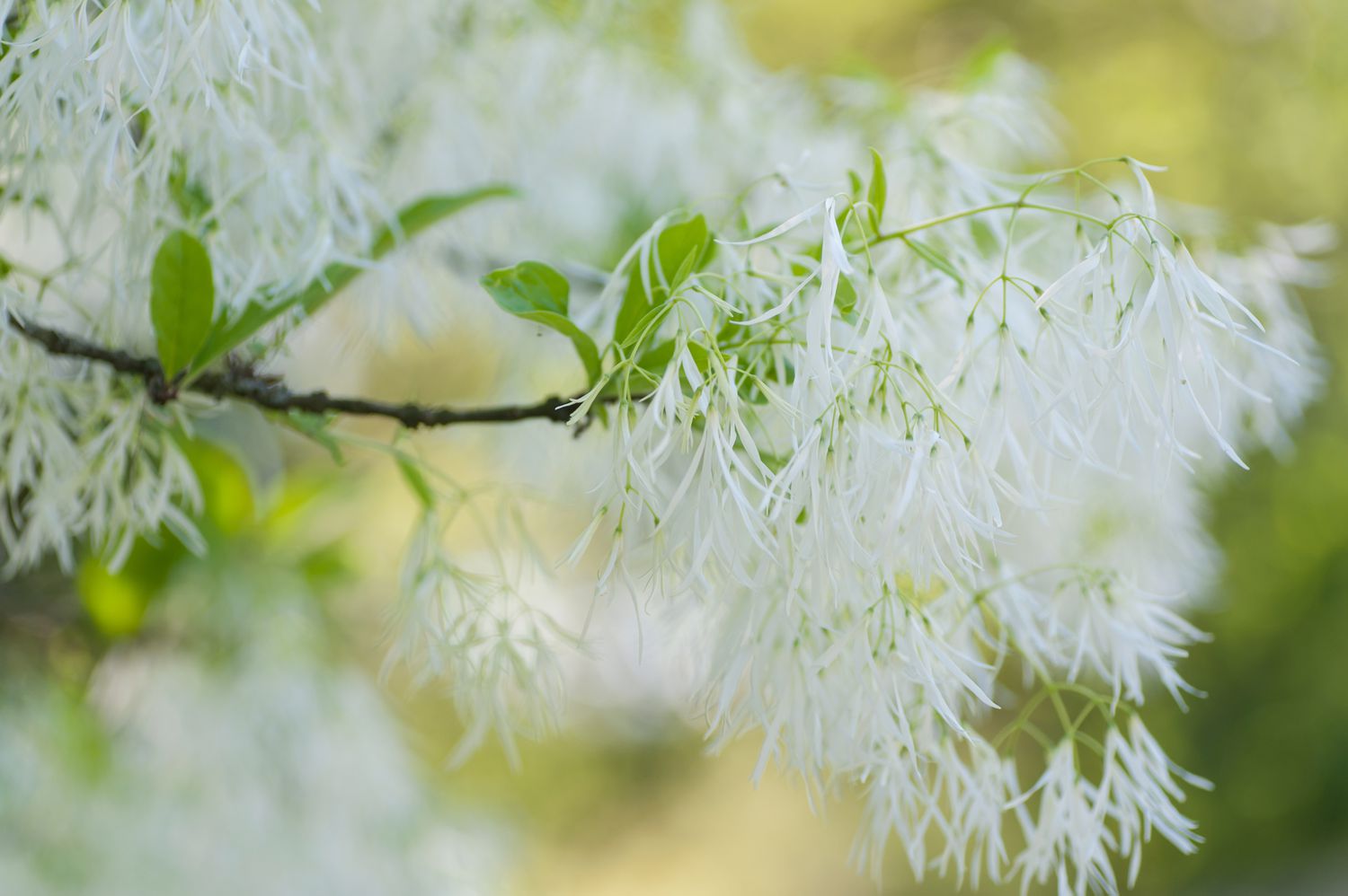 Fransenbaum mit dünnen weißen fransenähnlichen Blütenblättern, die am Ast hängen, Nahaufnahme