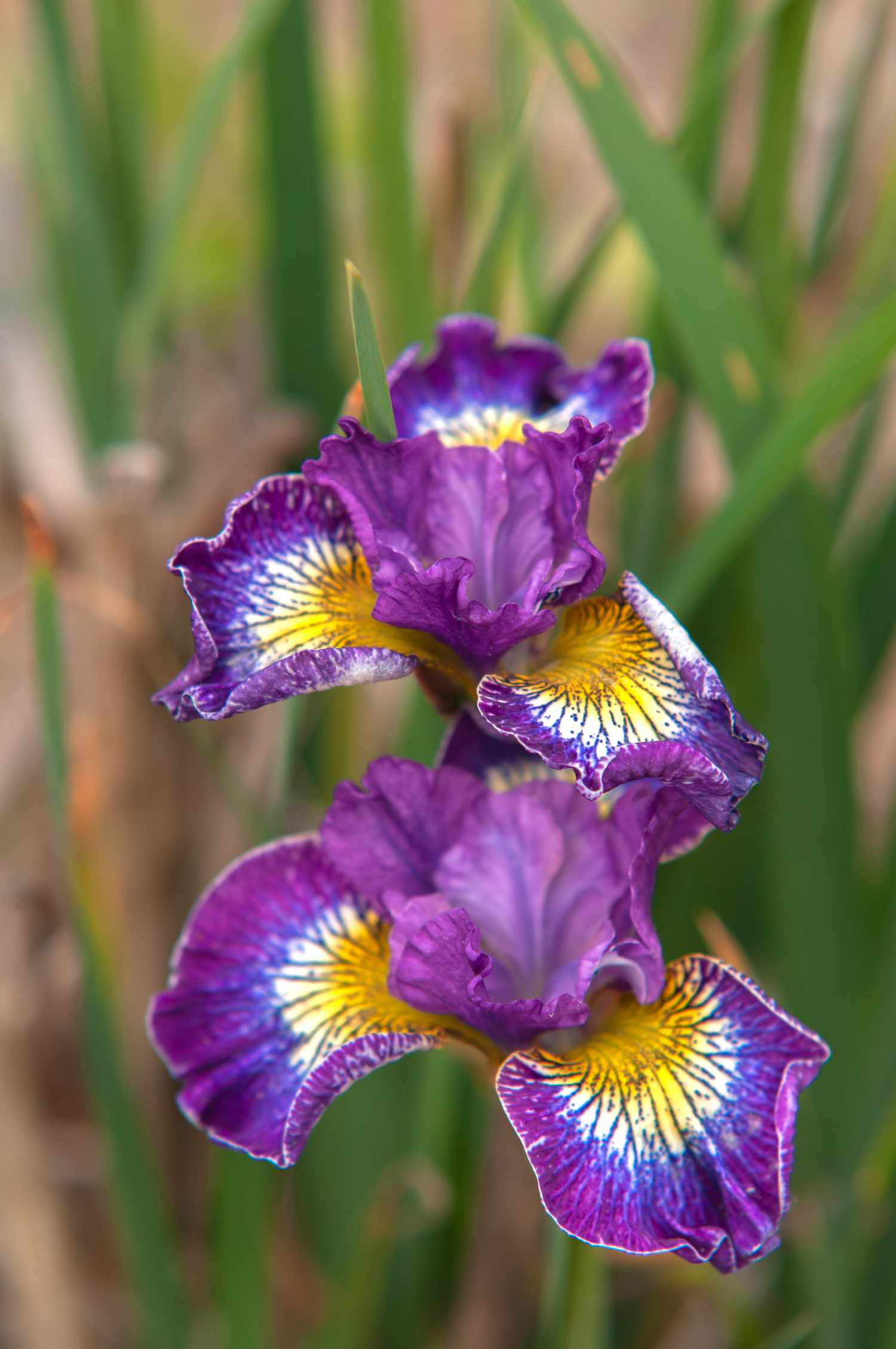 Planta iris siberiano cómo audaz' con flores violetas y amarillas