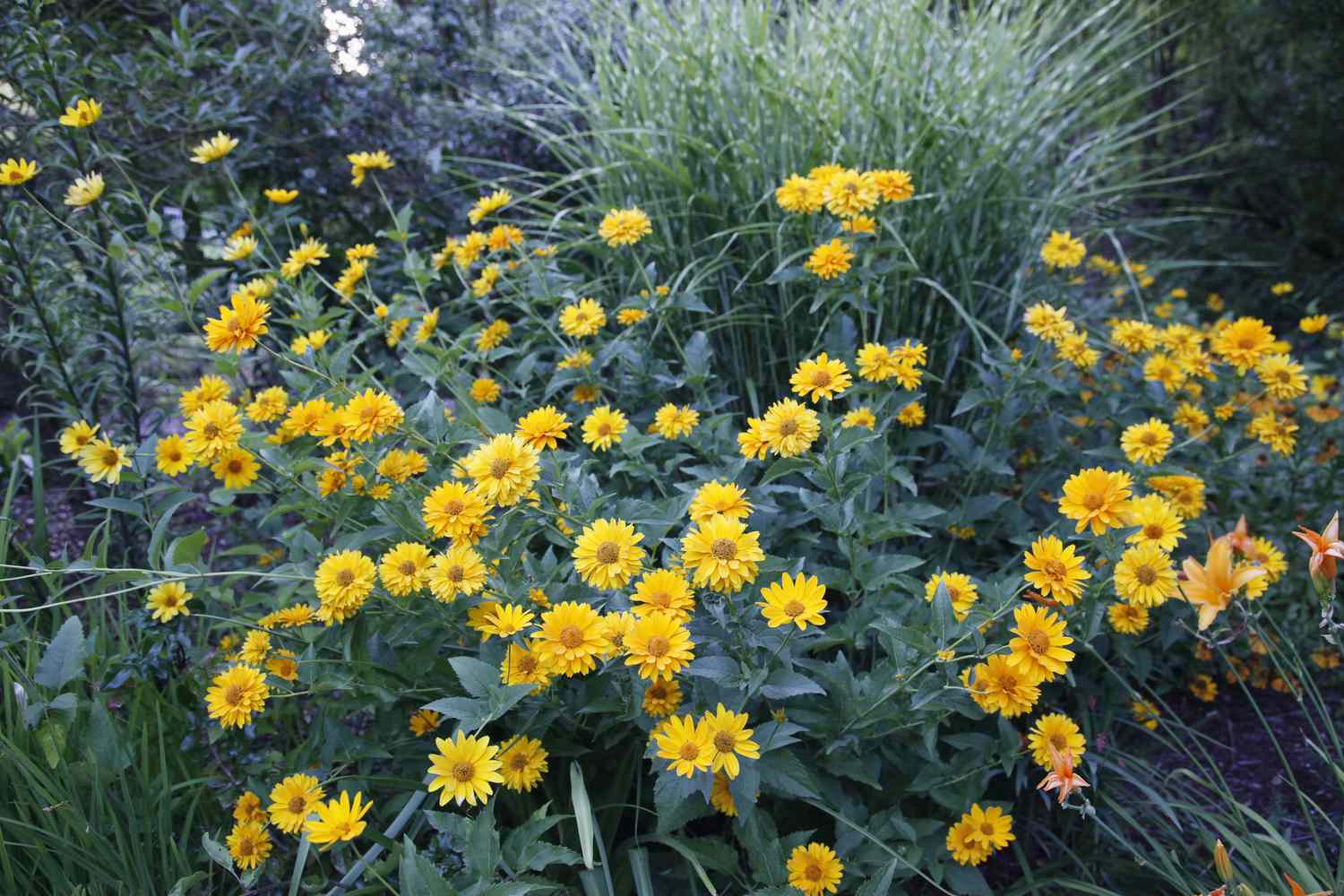 Heliopsis helianthoides