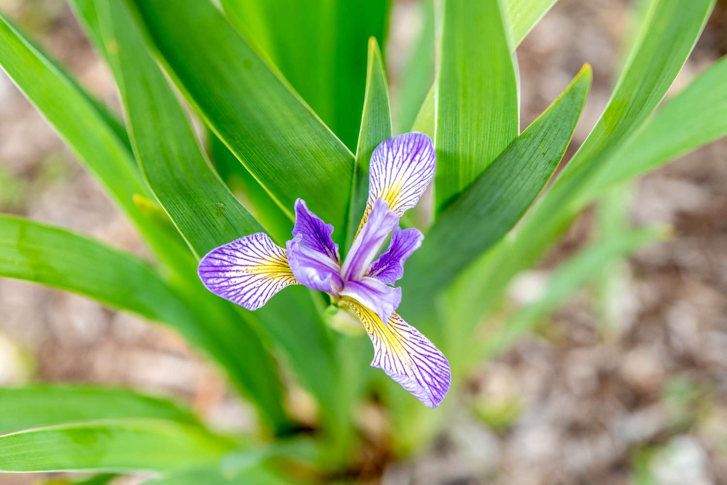 Nördliche blaue Fahnenblume mit violett gestreiften und gelben Blütenblättern mit Blättern von oben