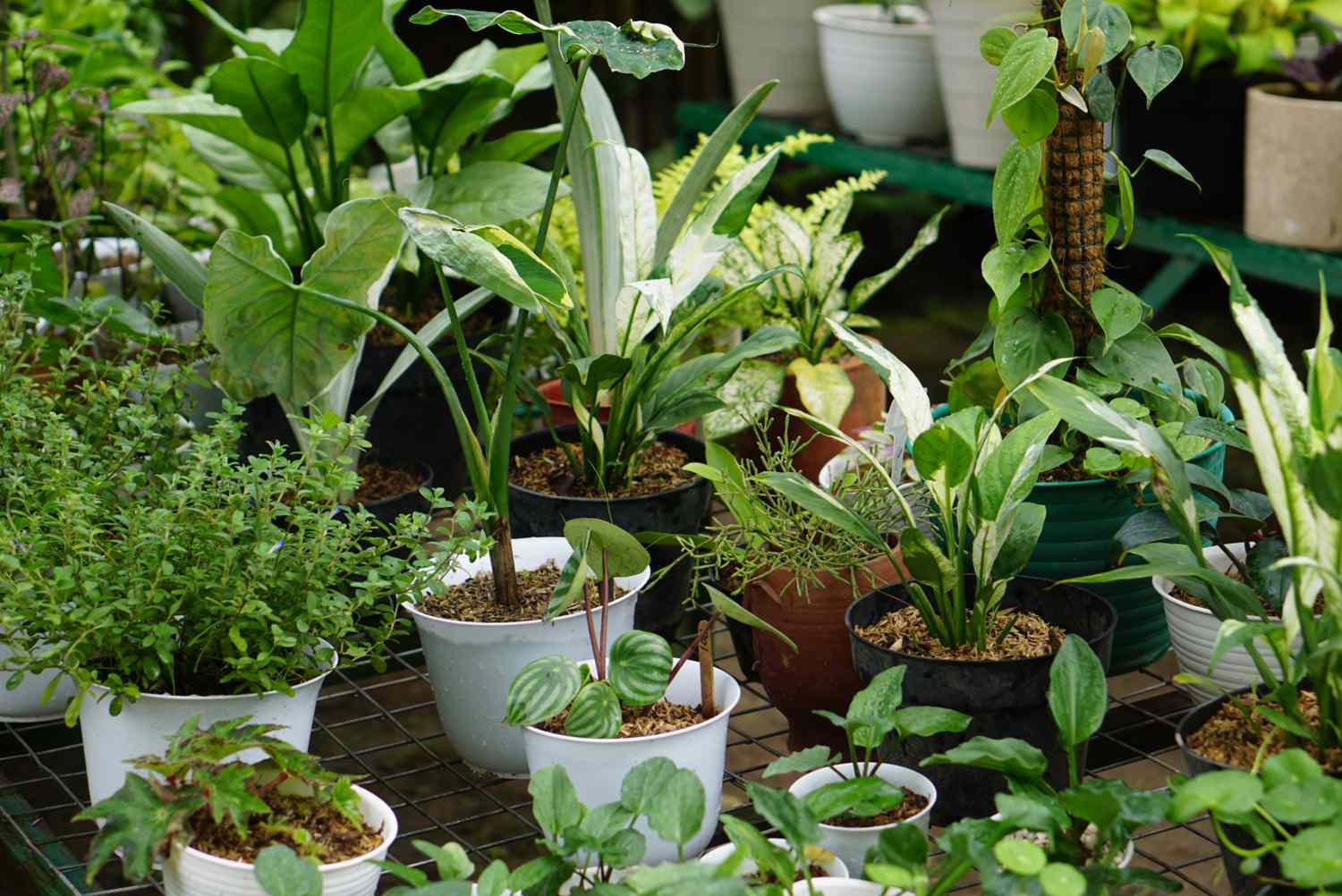 groups of container plants