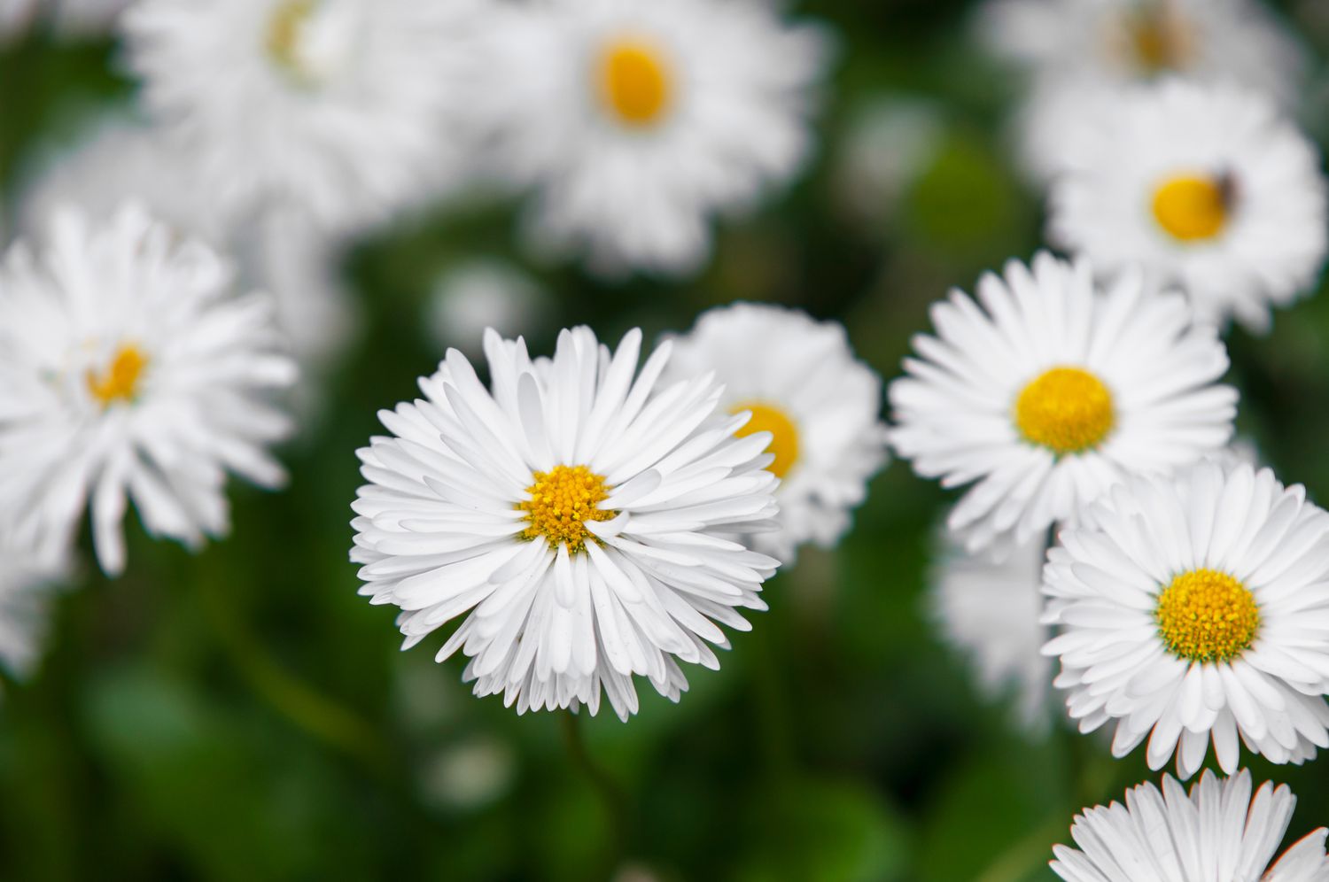 Englisches Gänseblümchen mit weißen Blüten in Nahaufnahme