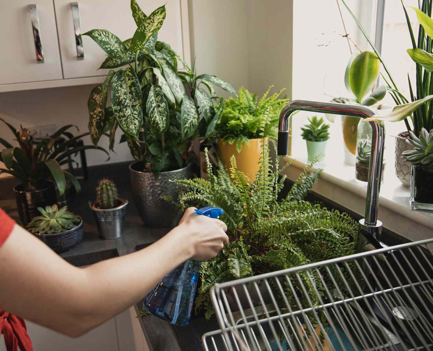 regando plantas em uma pia de cozinha