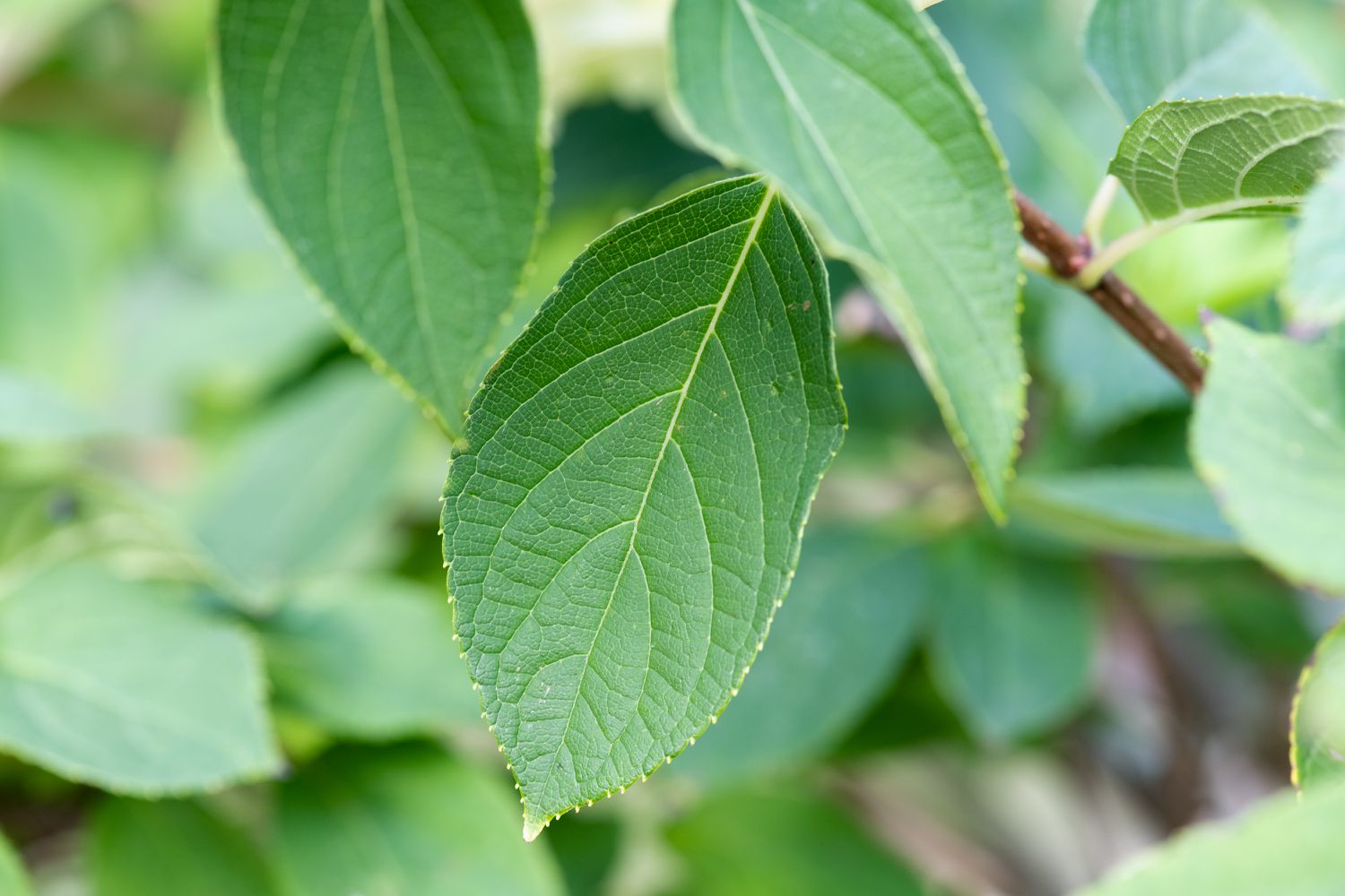peegee hydrangea leaf detail