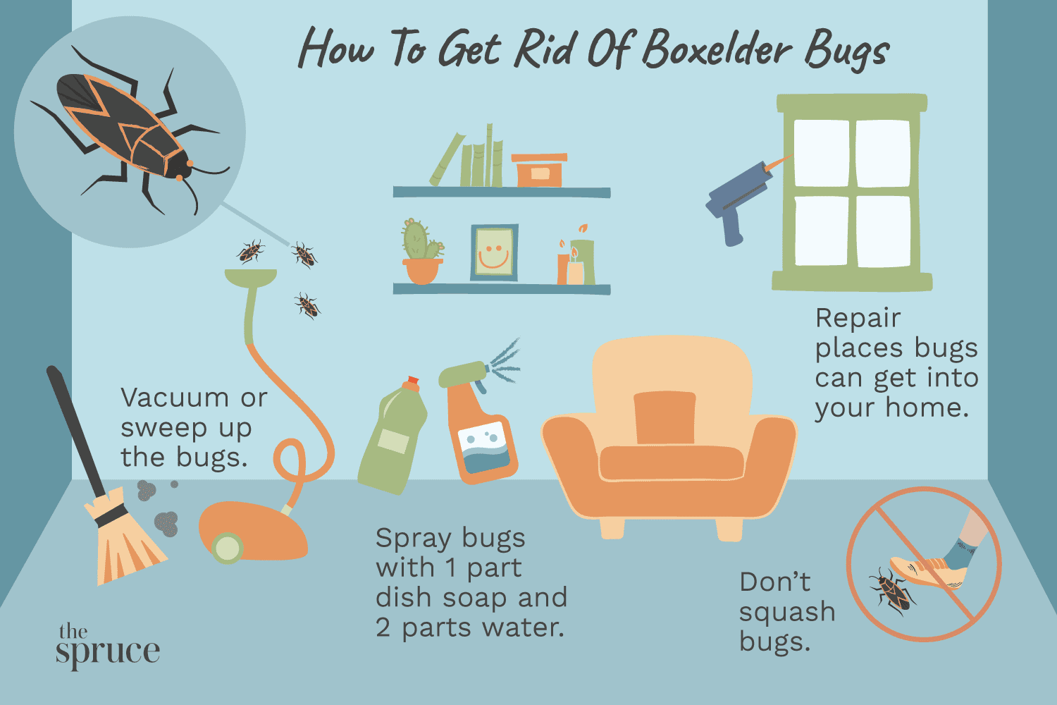 Como manter os insetos Boxelder fora de sua casa