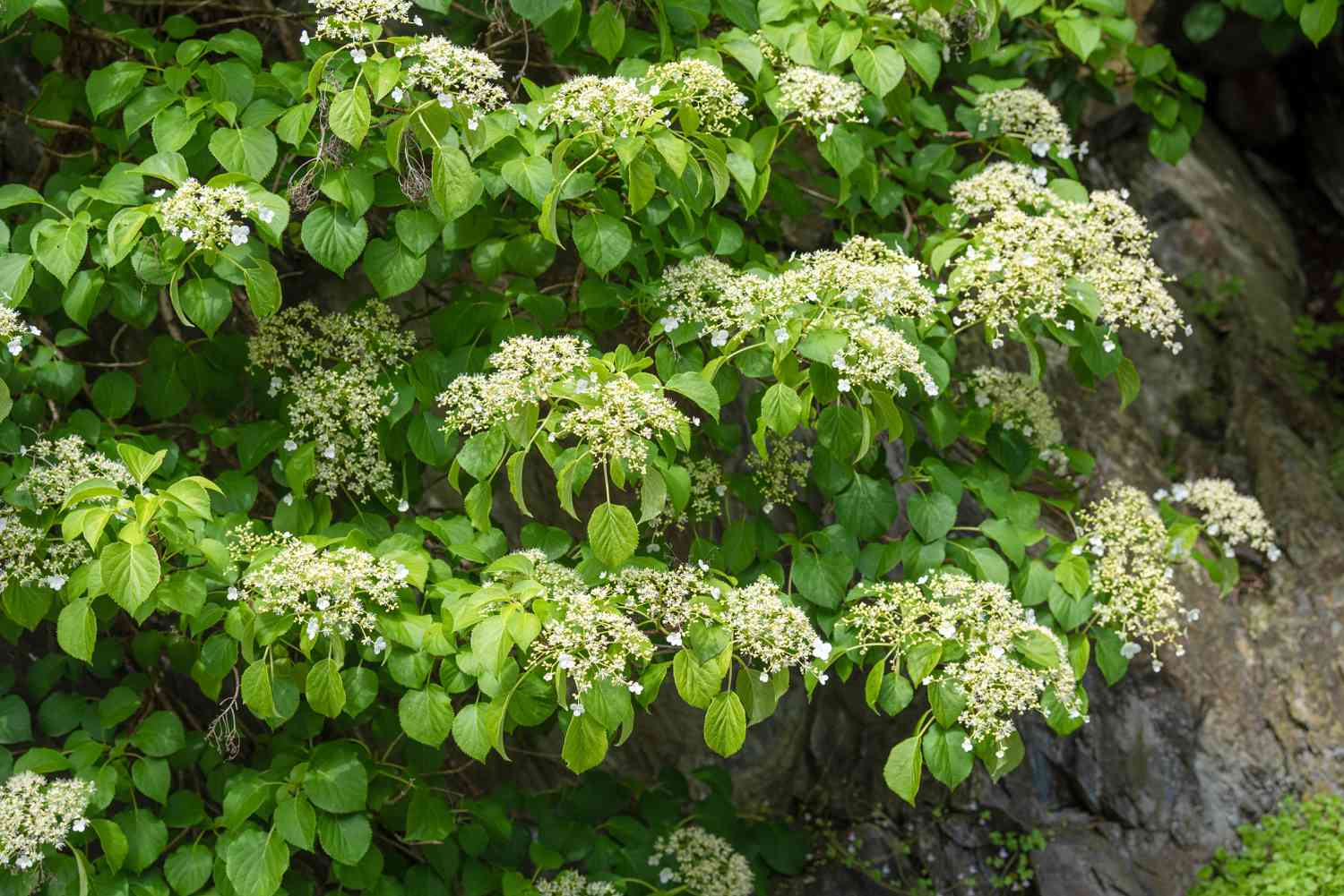Kletternde Hortensienpflanze mit kleinen weiß-grünen Blütentrauben, die von den Zweigen hängen