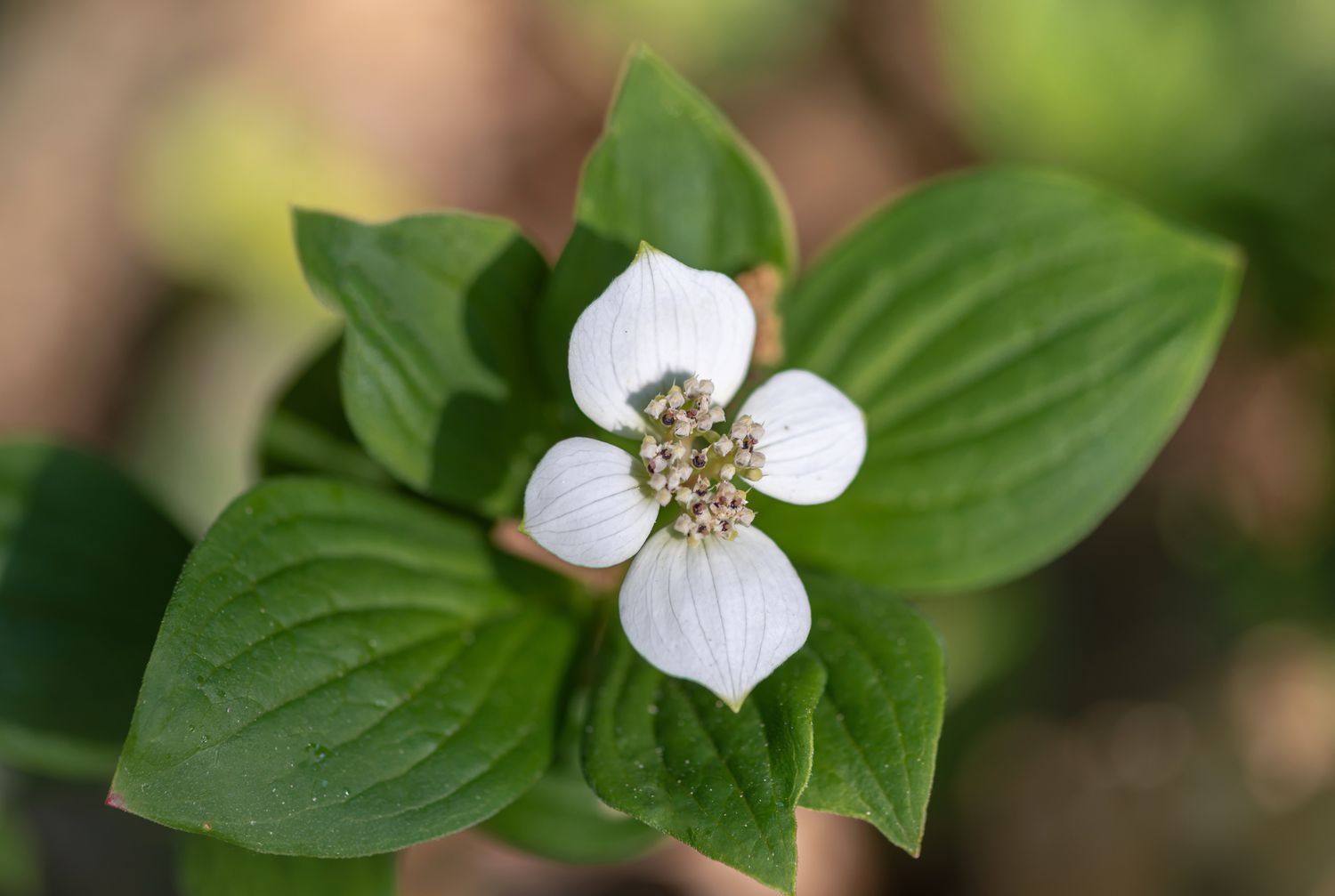 Bunchberry Bodendecker mit kleiner weißer Blüte, umgeben von Blättern