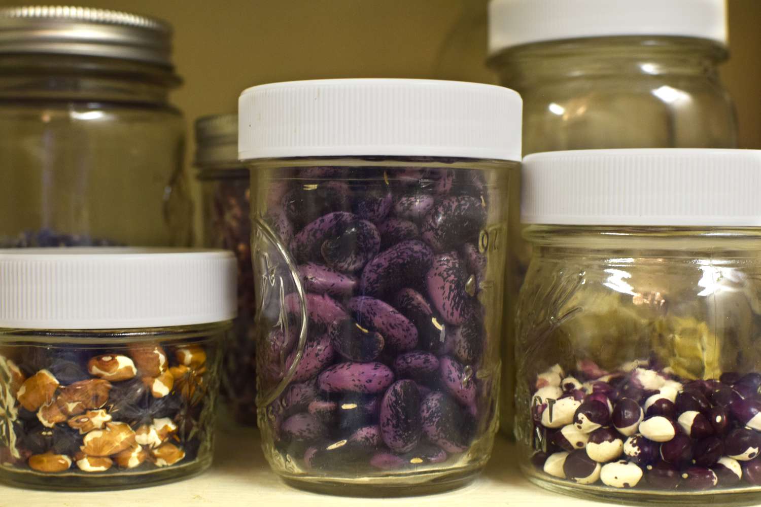Purple bean seeds stored in glass jar inside cabinet
