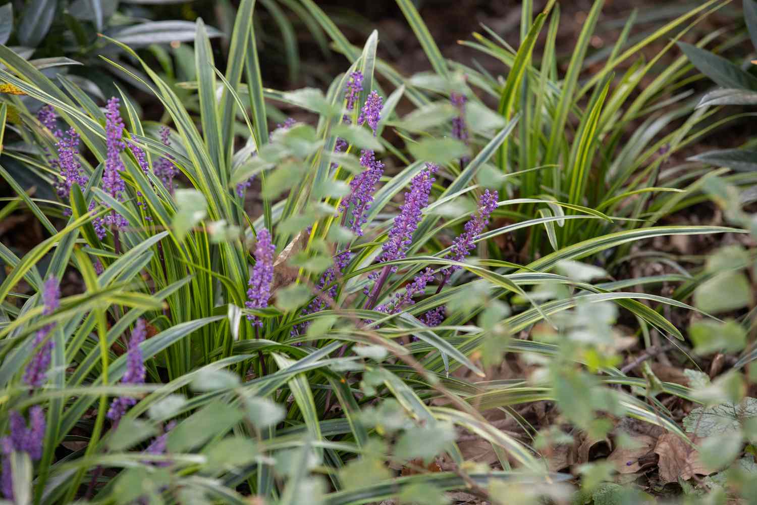 liriope grass