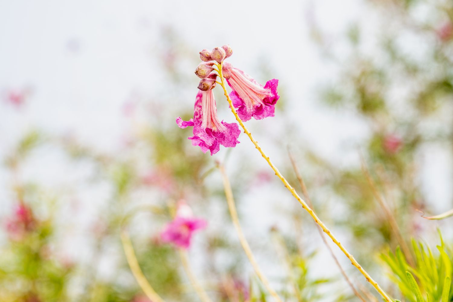 Wüstenweide mit kleinen rosa Blüten und Knospen an dünnem gelben Stiel