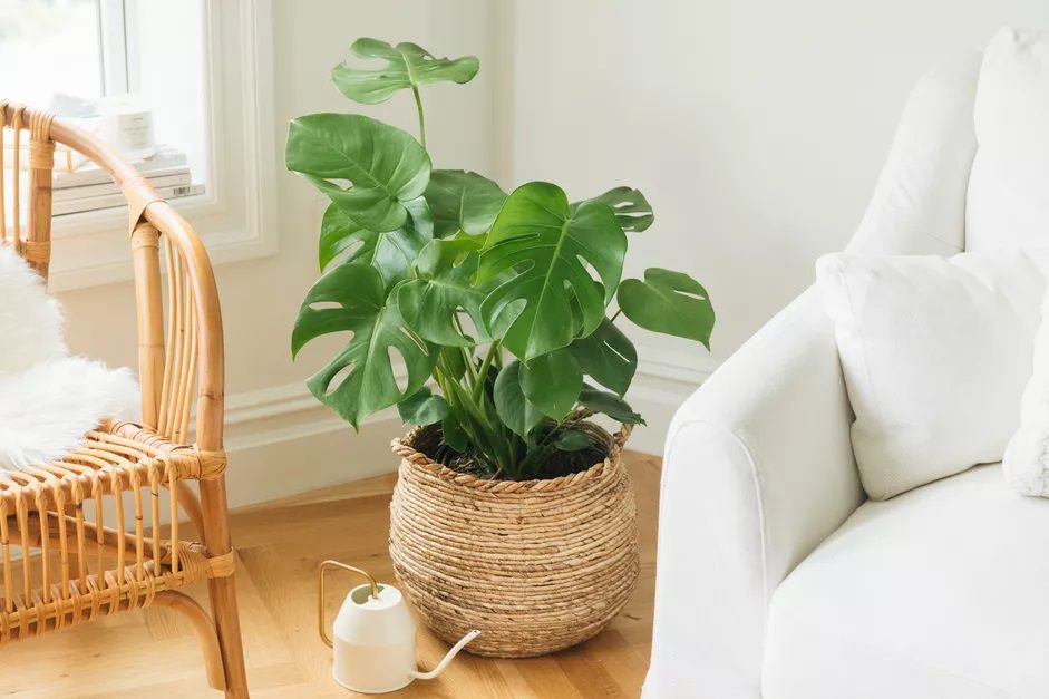 Monstera deliciosa em uma cesta de tecido no chão de um apartamento