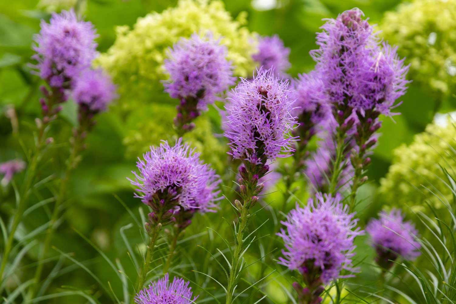 Lila Liatris spicata Blüten mit grünen Blättern im Hintergrund, Nahaufnahme. Sommerblumen in Japan.