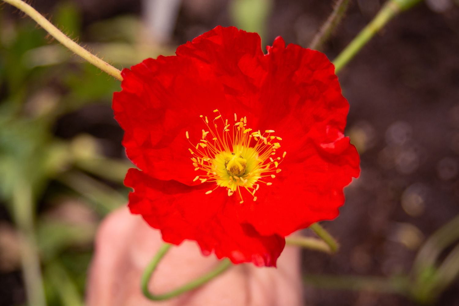 Icelandic poppy flower with bright red petals and thin yellow stamen closeup