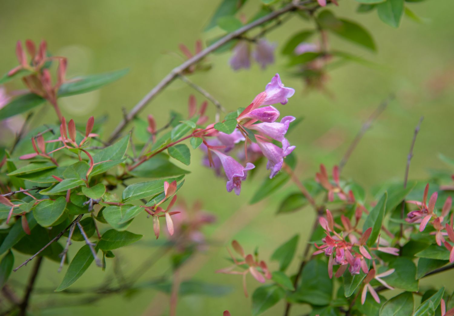 Glänzender Abelienstrauchzweig mit lila-rosa Blüten und Knospen