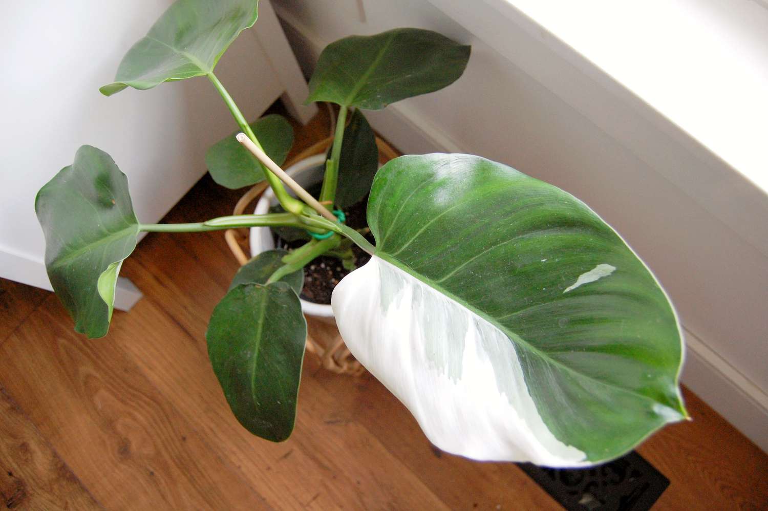 Draufsicht auf einen großen weißen Zauberer-Philodendron mit stark panaschiertem Blatt neben einem hellen Fenster. 