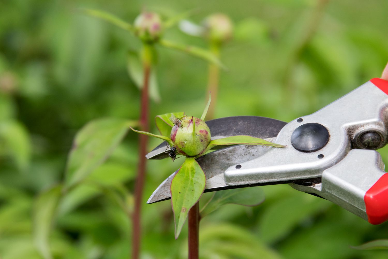 Pfingstrosenblütenknospe wird mit der Gartenschere abgeschnitten, um eine vollere Blüte zu erzielen