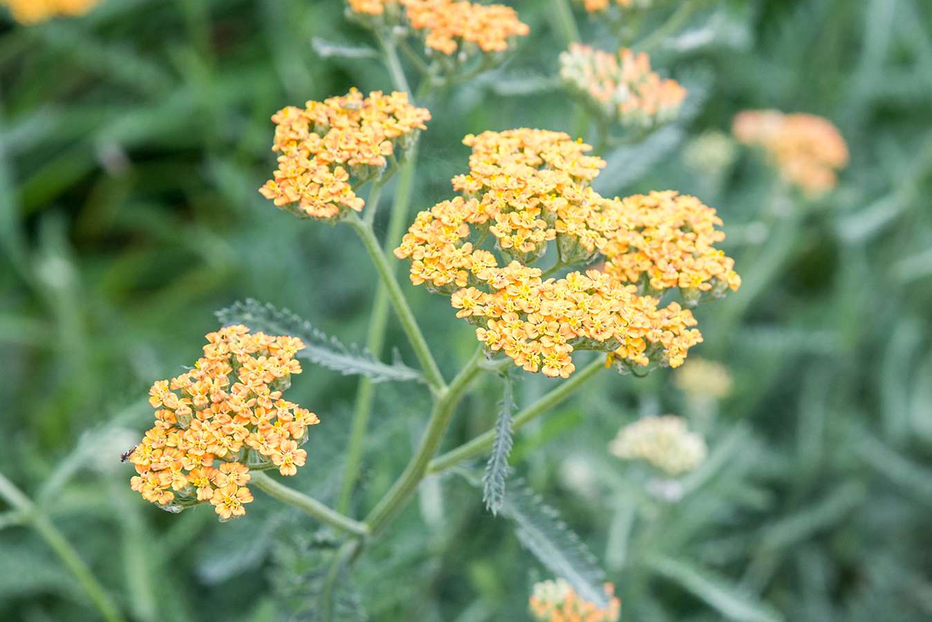 Yarrow 'Little Moonshine'