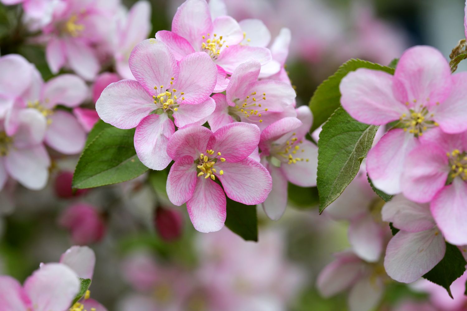 Apple blossoms