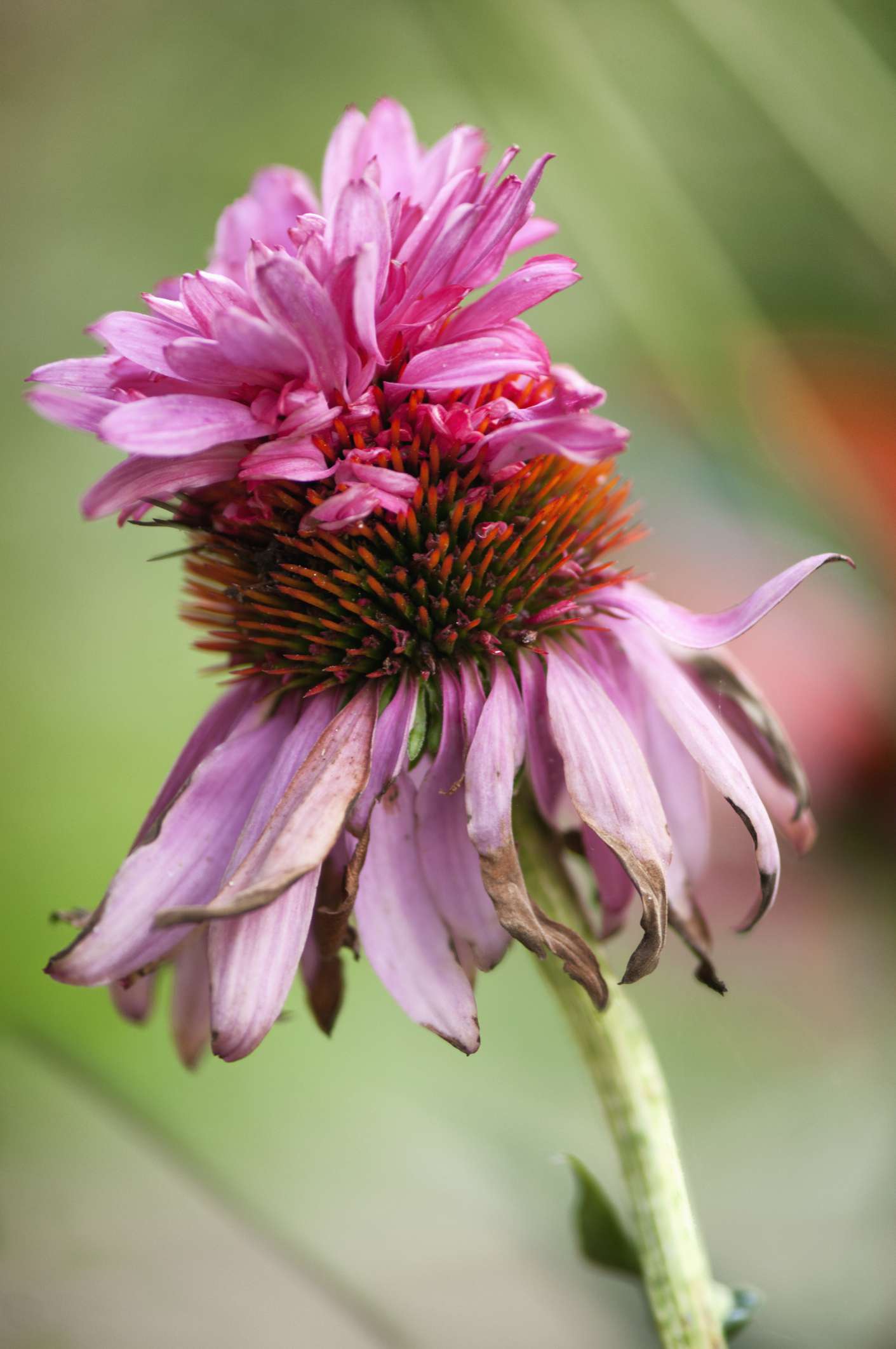 Double decker coneflower