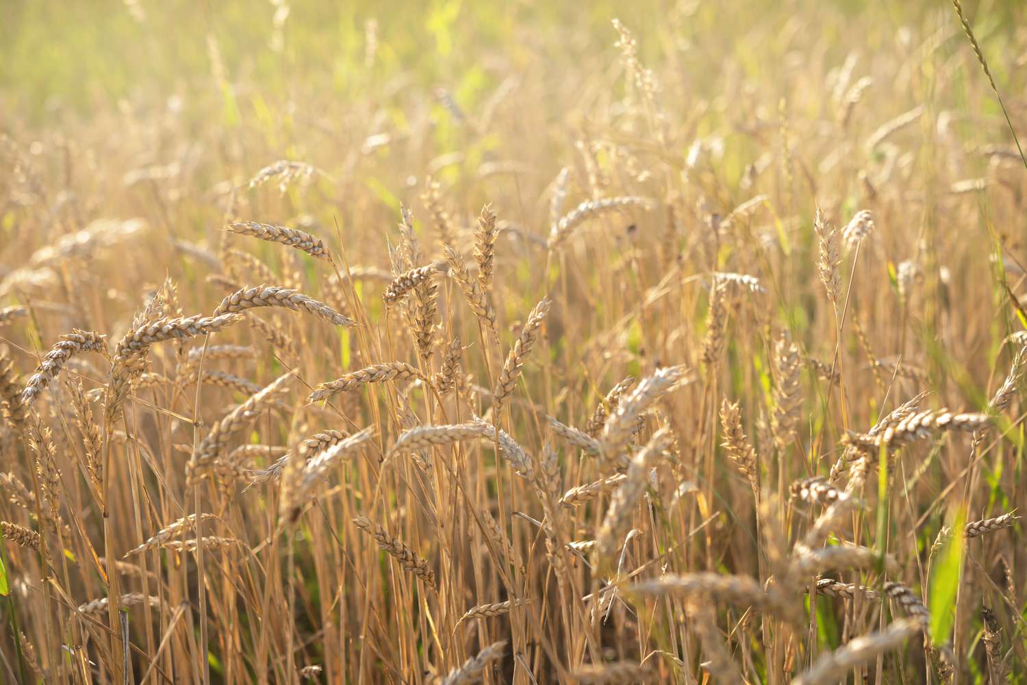 Wie man Weizen im eigenen Garten pflanzt, anbaut und erntet