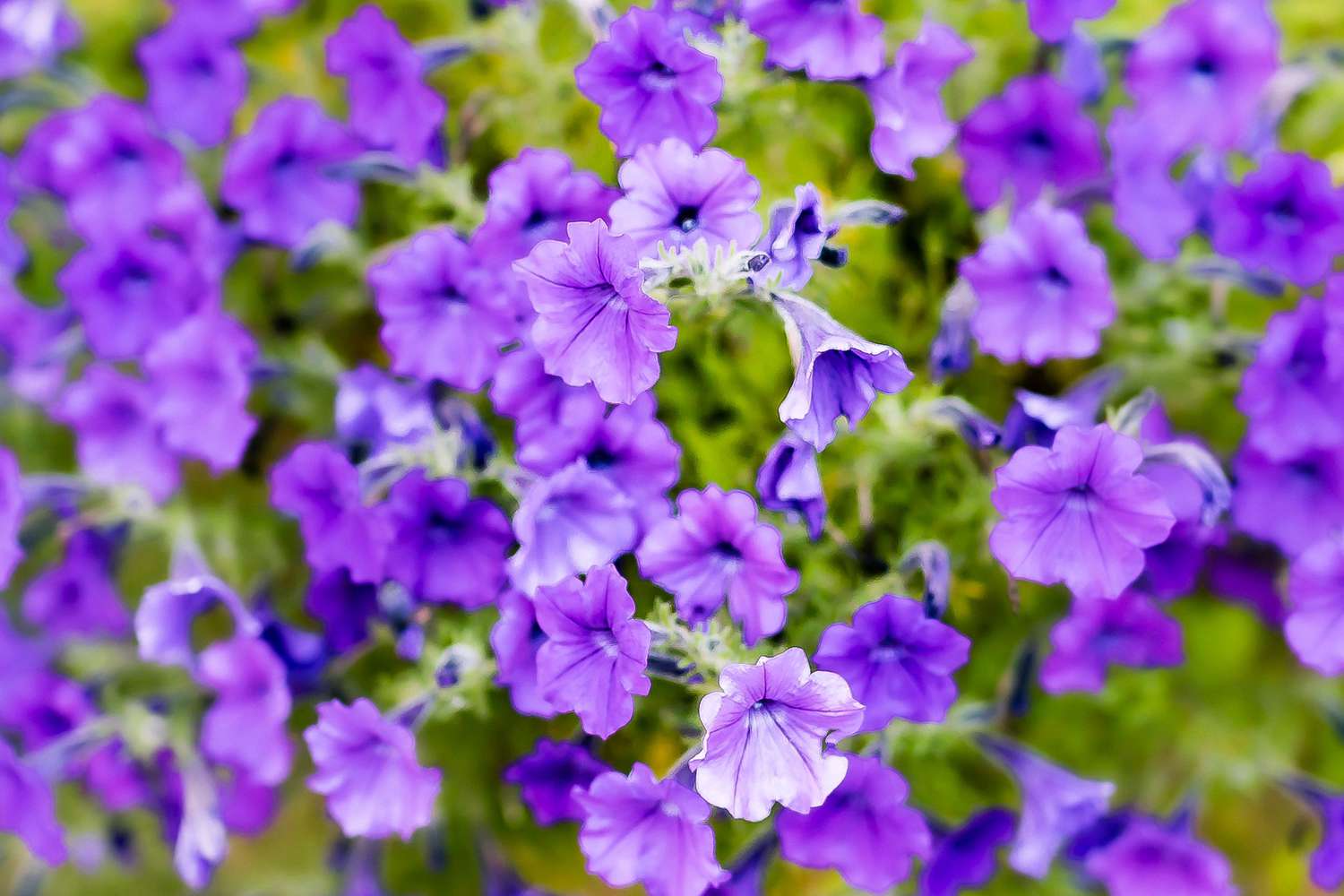 Petunia plant with trumpet-shaped ruffled purple flowers and buds closeup