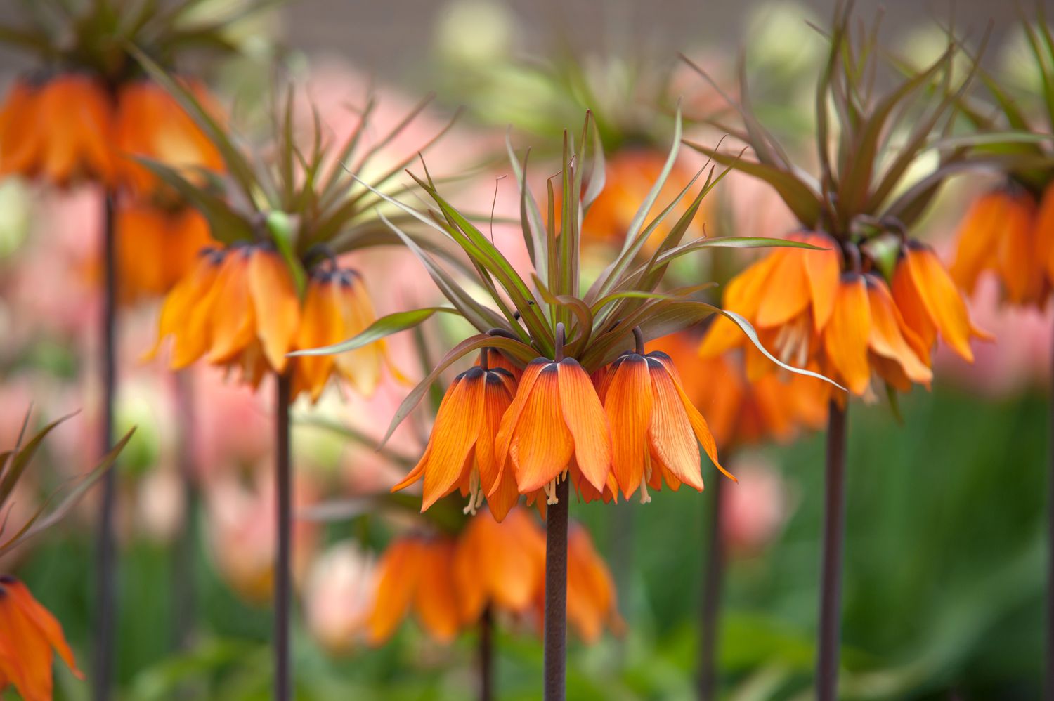 11 bulbos de flores resistentes a veados para seu jardim