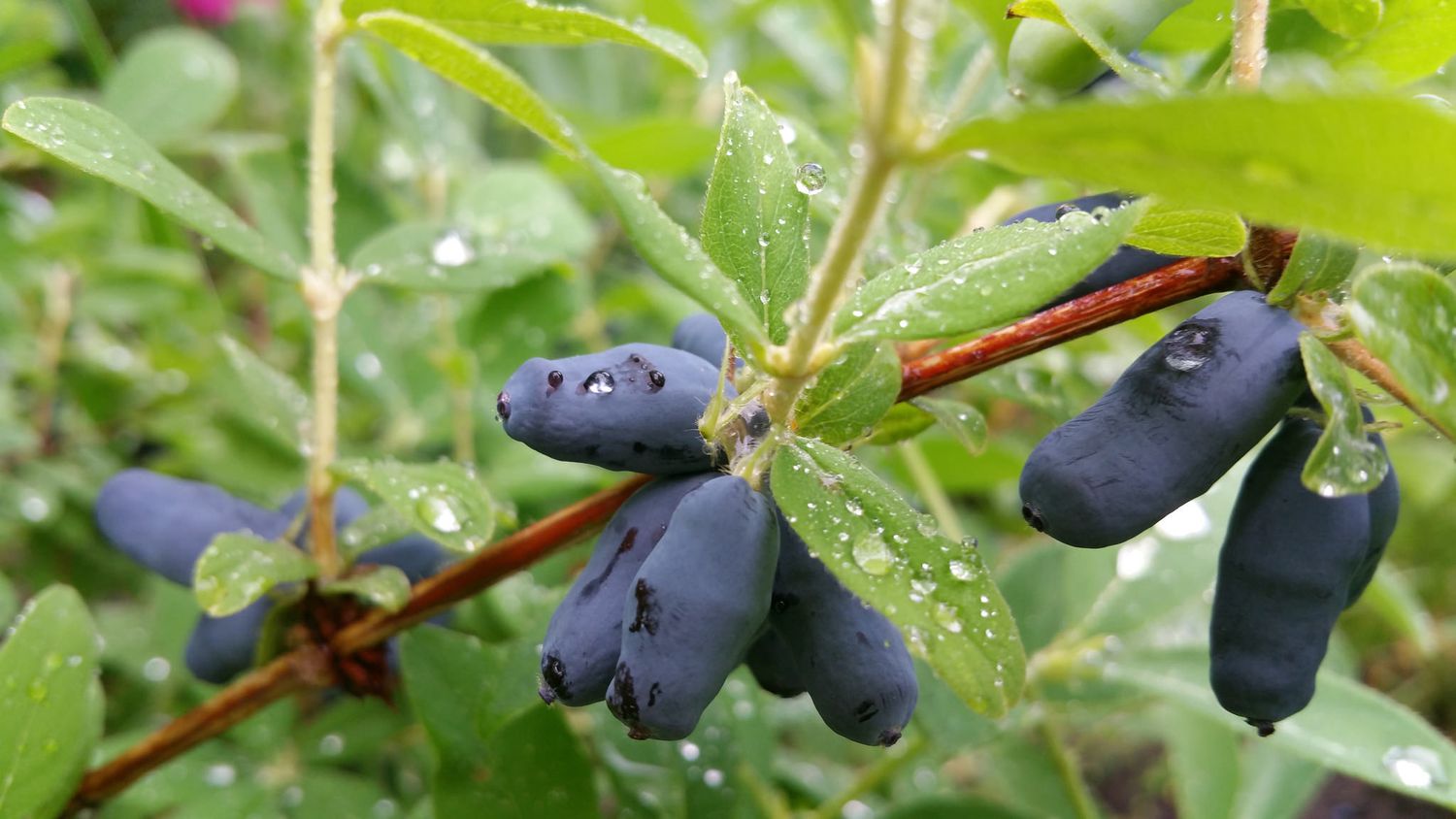 Lonicera caerulea var. edulis