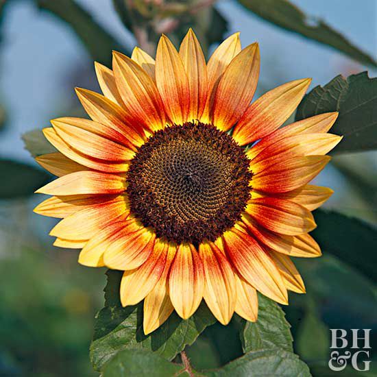 Helianthus 'Gloriosa' Sonnenblume