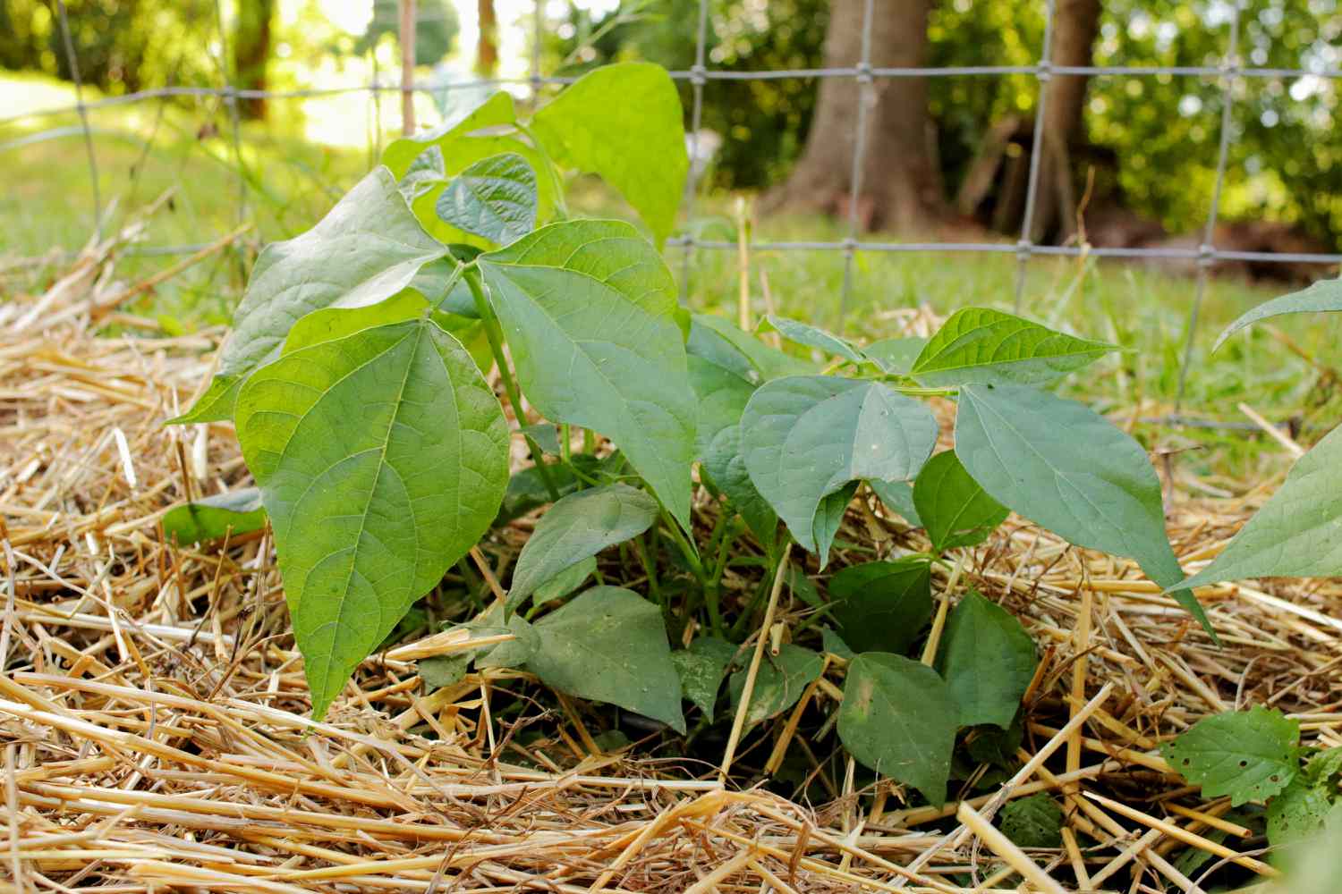 Cultivo de plantas de feijão cercadas por cobertura de palha