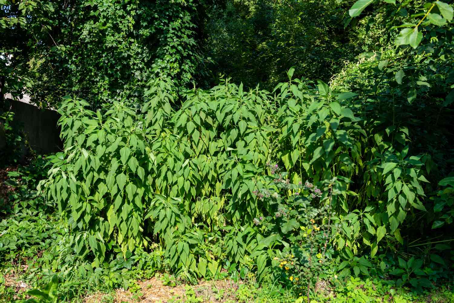 Plante de topinambour poussant sur de hautes tiges avec des feuilles vertes brillantes en forme de flèche à la lumière du soleil