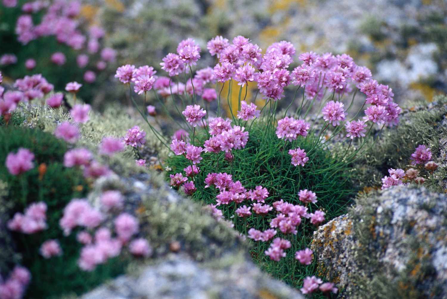 Meeresdistel (Armenia maritima), auch bekannt als Meeresrose