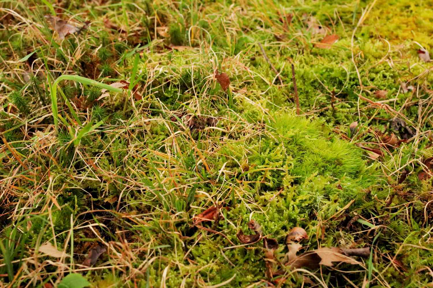 Strohhalme über Moosflecken im Rasen