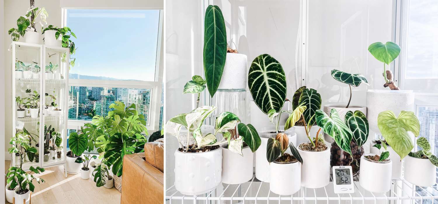 Erin Bishop's IKEA Milsbo cabinet greenhouse hack in Vancouver that features anthuriums, philodendrons, and alocasias