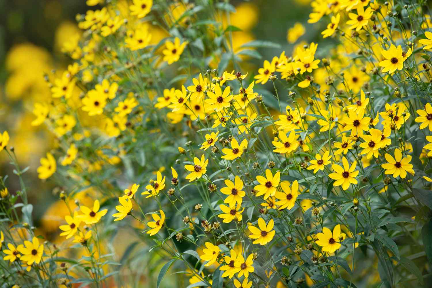 Zeckensamenpflanze mit kleinen gelben Blüten an dünnen Stielen