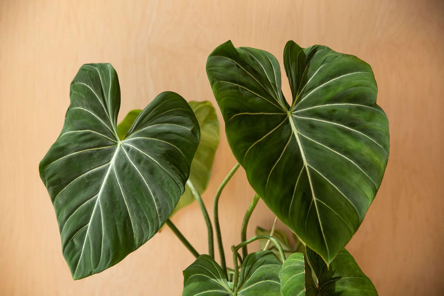 Philodendron gloriosum com grandes folhas em forma de coração com veias distintas