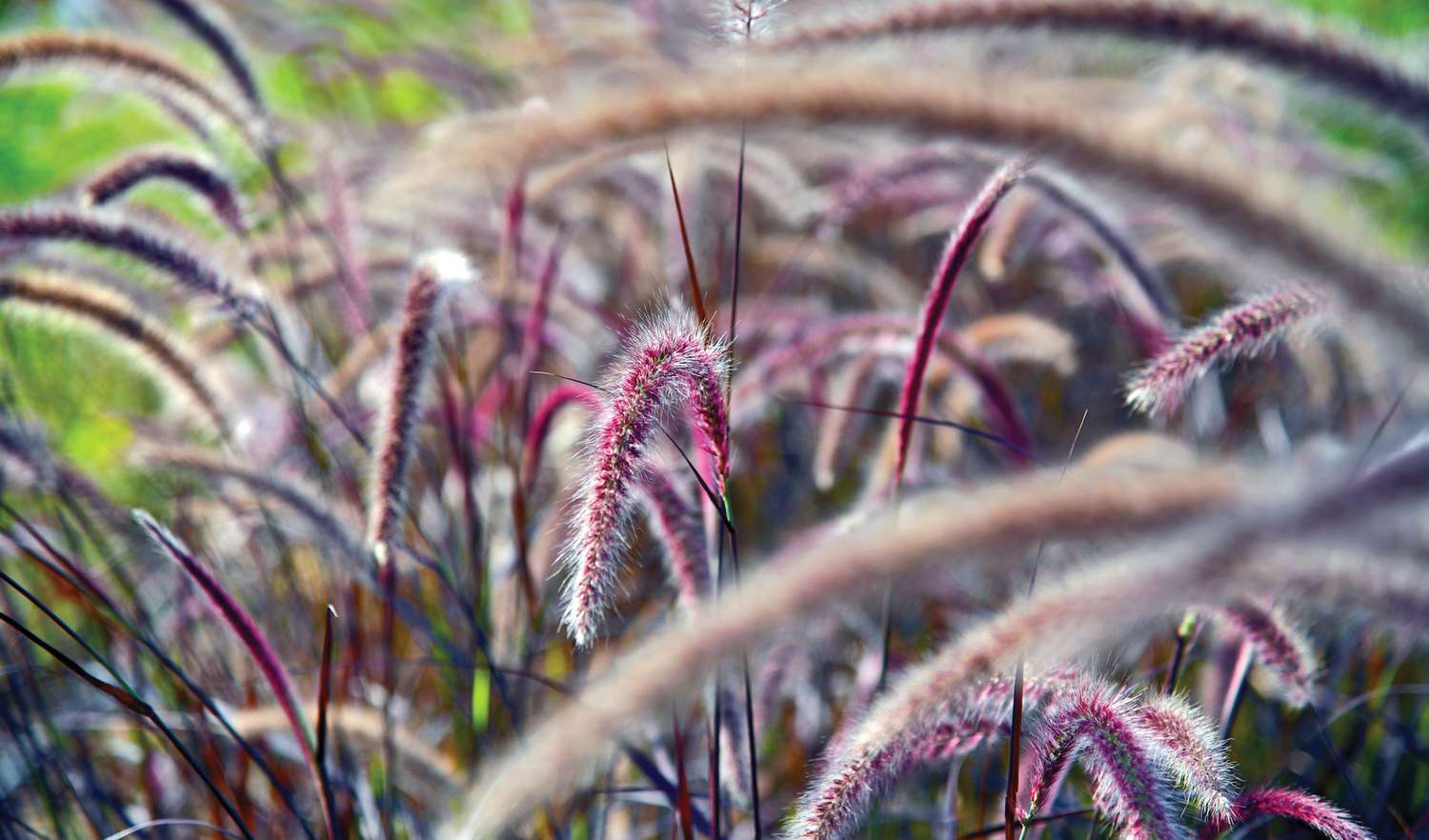 hierba de la fuente púrpura - Pennisetum Setaceum 'rubrum'