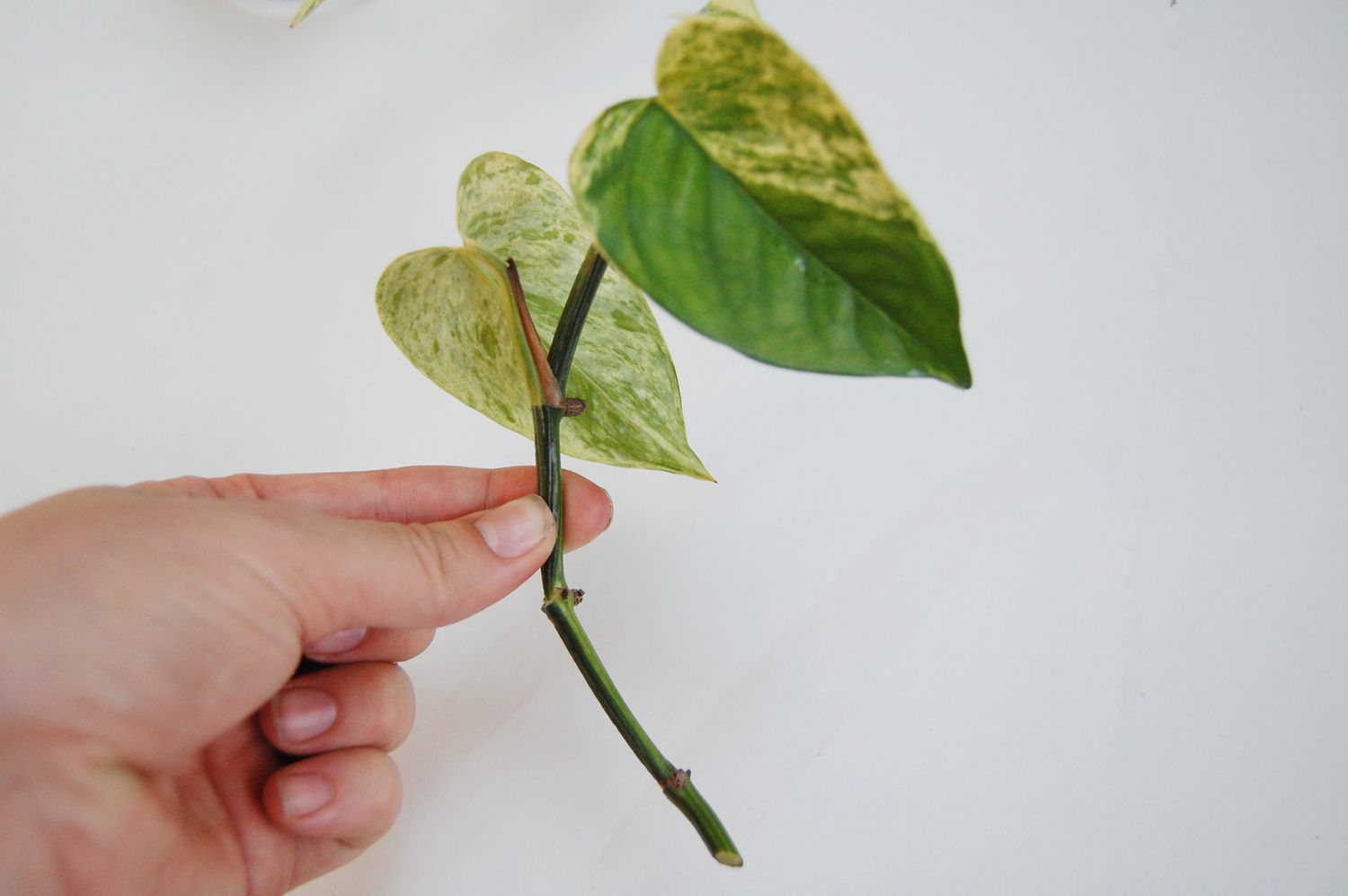 Ein Pothos-Stammschnitt, bei dem die unteren Blätter entfernt wurden.